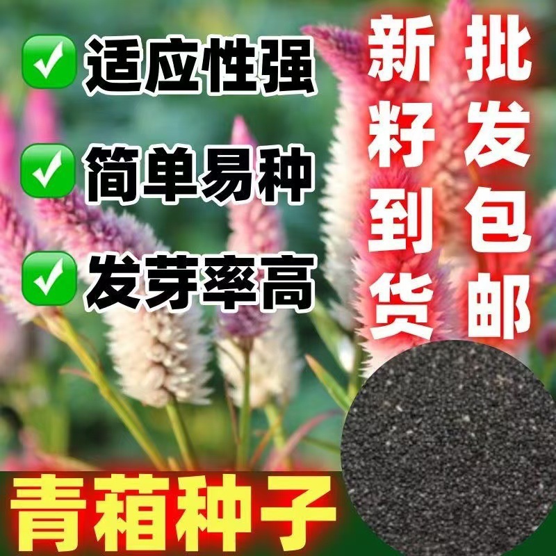 青葙子种子批发药材种子狼尾巴花、野鸡脸、珍珠菜、虎尾草可入药