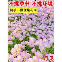 月见草夜来香驱蚊草籽见土就活四季易活花籽种子美丽月见草种籽孑