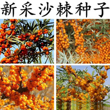 ɳNӴСɳNɳSľNѷLɳ