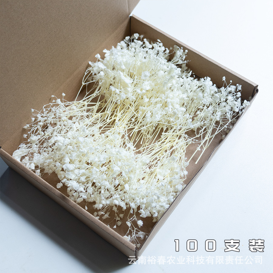 순백색 안개꽃 100개입 상자