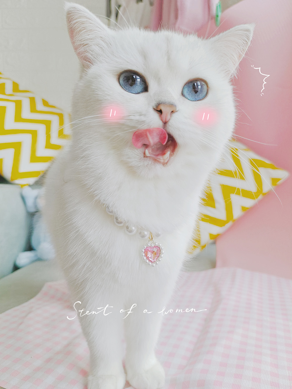 Sweet Abs Metal Heart Shape Pet Accessories display picture 11