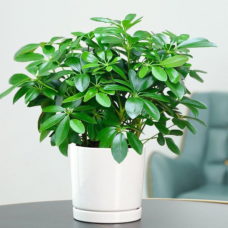 포춘 나무 25-30cm + 실린더 화이트 도자기 분지 + 영양 용액 4 개