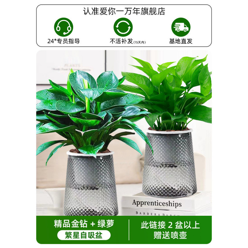 골든 다이아몬드 + 포토스 + 별 2개 + 영양액 + 무료 물뿌리개