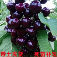 ܇���Ә�����Ҙ��m�Ϸ������Nֲ�ش���ҹ����簫�����Ԯ���Y��
