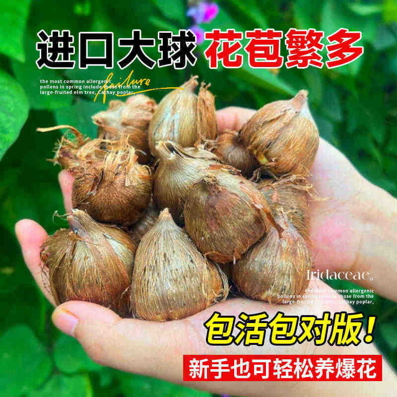 Double-Flowered Alyssum Bulbs, Freesia, Four-Season Balcony Potted Tuberose Seeds, Indoor Courtyard Perennial Florals