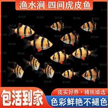 五色虎皮鱼热带观赏小鱼群游鱼渔场直发淡水好养鱼缸一件批发供应
