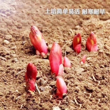 ��ș������K�ļ��_���׻�܎�ѿ�ذ���ș�����̨����ͥԺֲ��