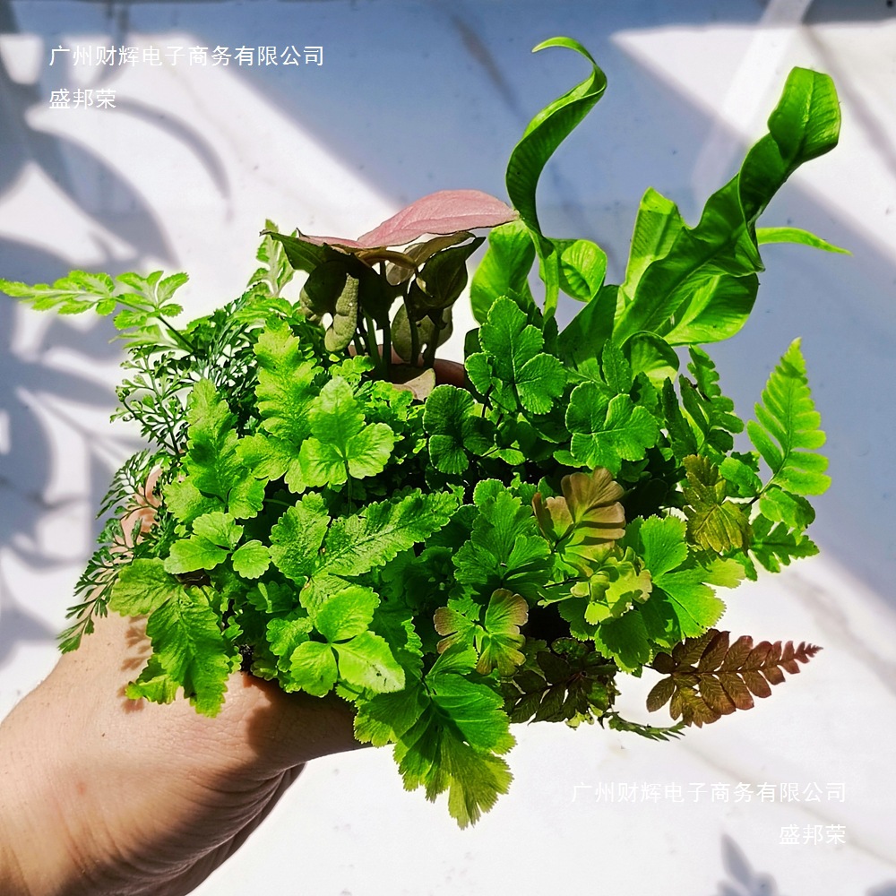 苔藓微景观水陆缸生态缸小植物网纹草蕨类创意迷你植物造景材料