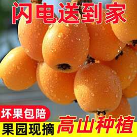 广西高山枇杷现货枇杷果枇杷果新鲜巨大号南方成熟果鲜果甜琵琶果