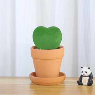 Succulent Small Potted Plant, Heart-Shaped Potted Plant, Heart-Leaf Ball Orchid, Cactus, Unpopular Succulent Green Plant, Mini, Easy to Grow in All Seasons