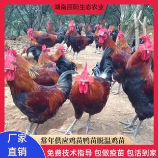 ����ֱ�uѪë���u�����һ���g�u�л��w�����\ݔ֧�������Bֳ���g