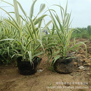 ˮ��ֲ�� ���~�J�� �񎧲� ˮ�����˽� ˮ�w�G��ֲ��