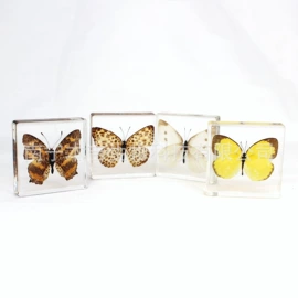 树脂工艺品;生物教学器材;标本