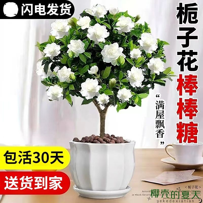 栀子花盆栽客厅阳台浓香好养易活四季开花大棵绿植物室内净化空气