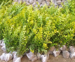 һ�����l���~Ůؑ��������Ůؑ������ͥԺ���Rֲ���͟��ͺ��ļ���