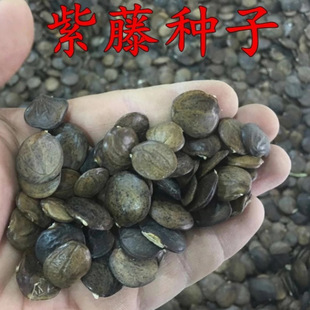 Newly Harvested Wholesale Wisteria Seeds Climbing Plants Purple Climbing Plants Vermilionia Yellow Ring Seeds with High Germination Rate