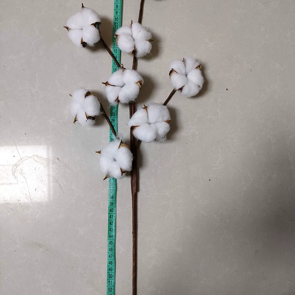 Eight heads of cotton