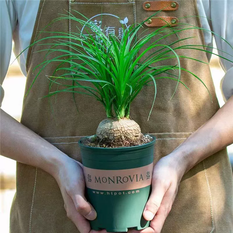 Мини-креативный офисный стол, орхидея в горшке, зеленое растение бонсай интернет-знаменитостей, комнатный ленивый цветок, засухоустойчивое растение.