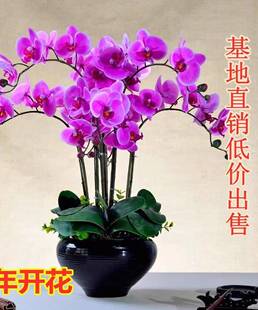 �����m���玧���������������m������͏d�҃�ֲ�ﻨ���ļ������l