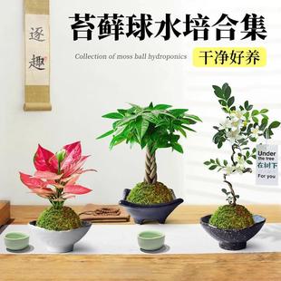 Hydroponic Plant Moss Ball Desktop Potted Tea Table Ornaments Small Bonsai Chinese Zen Green Plants Are Easy to Maintain in All Seasons