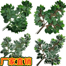 �����Ř�֦�����^�z�ż٘��zƬ�Ř��~��߅���̳����^�@�־Gֲ�Gɫ