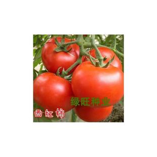 Non-Gmo Self-Retained Old Varieties Can Be Saved for Round Fruit Large Tomatoes Red Fruit Pink Fruit Large Pink Tomato Tomato Seeds