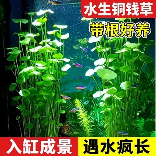 �~�X���~��ˮ��ˮ��ֲ����~���B�쾰��ԃ���ˮ�|�ŷ��B�~��