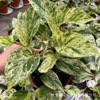 Base direct supply ｜ Marble Queen INS indoor northern European net red and green potted flowers are rare and interesting