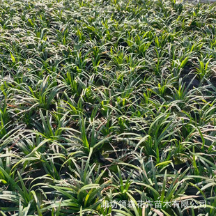 High-Quality Dwarf Ophiopogon Japonicus Seedlings Yulong Grass Dwarf Ophiopogon Japonicus Square Plate Qingzhou Wholesale Fine-Leaf Ophiopogon Japonicus Dwarf Ophiopogon Japonicus Square Plate