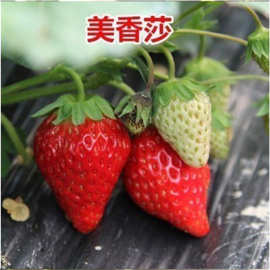 红颜草莓苗基地批发章姬隋珠小白草莓苗妙香七号丰香带果当年结果