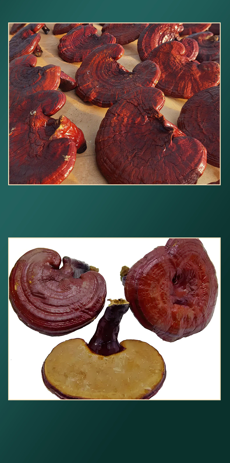 Dried Reishi Mushroom Slices Ling Zhi for Soup and Wine Soaking Traditional Chinese Herb quality and texture