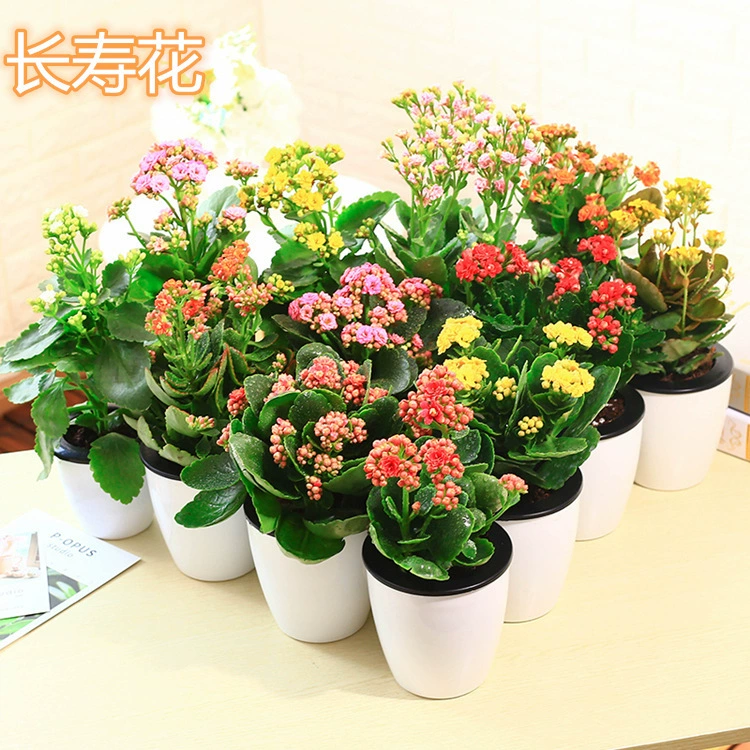 Цветок долголетия в горшке двойной большой цветок рассада с бутоном цветов новый сорт цветочного растения комнатное зеленое растение четыре сезонных цветения