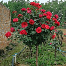 树状月季花玫瑰树桩棒棒糖高杆庭院花卉阳台盆栽树形嫁接花苗批发