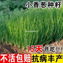 �ļ�С���[�N����Ʒ�N�t���[�߮a�ֶ��[�N���̨�����߲˷N��