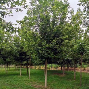Northeastern Golden Leaf Compound Maple Tree, Golden Leaf Sugar Maple Saplings, Complete Specifications, Engineering Greening Saplings, Sugar Maple Greening Trees