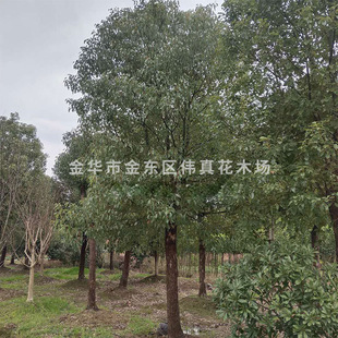 ���������������ԽؗU������ �G�����̘� �㽭������ 15����