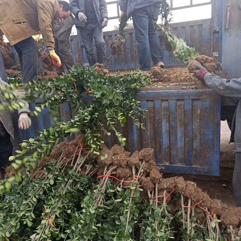 База оптом Хоккайдо саженцы самшита Декоративные Зеленые саженцы хедж саженцы четыре сезона вечнозеленые спецификации