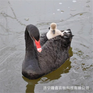 �����Zһ��Ҫ�����X�����Z���L�r�g�����µ��Z��r���^�p�����Z