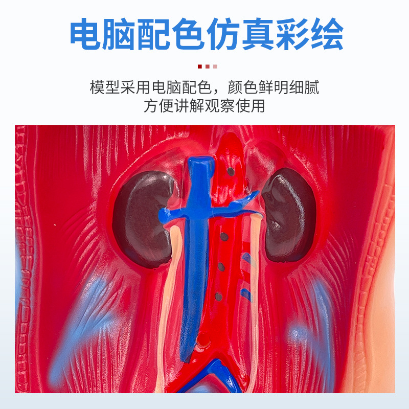 �߶�ҽѧ������������ϵͳ�ṹ���� 28CM�������ģ�� 26CM����