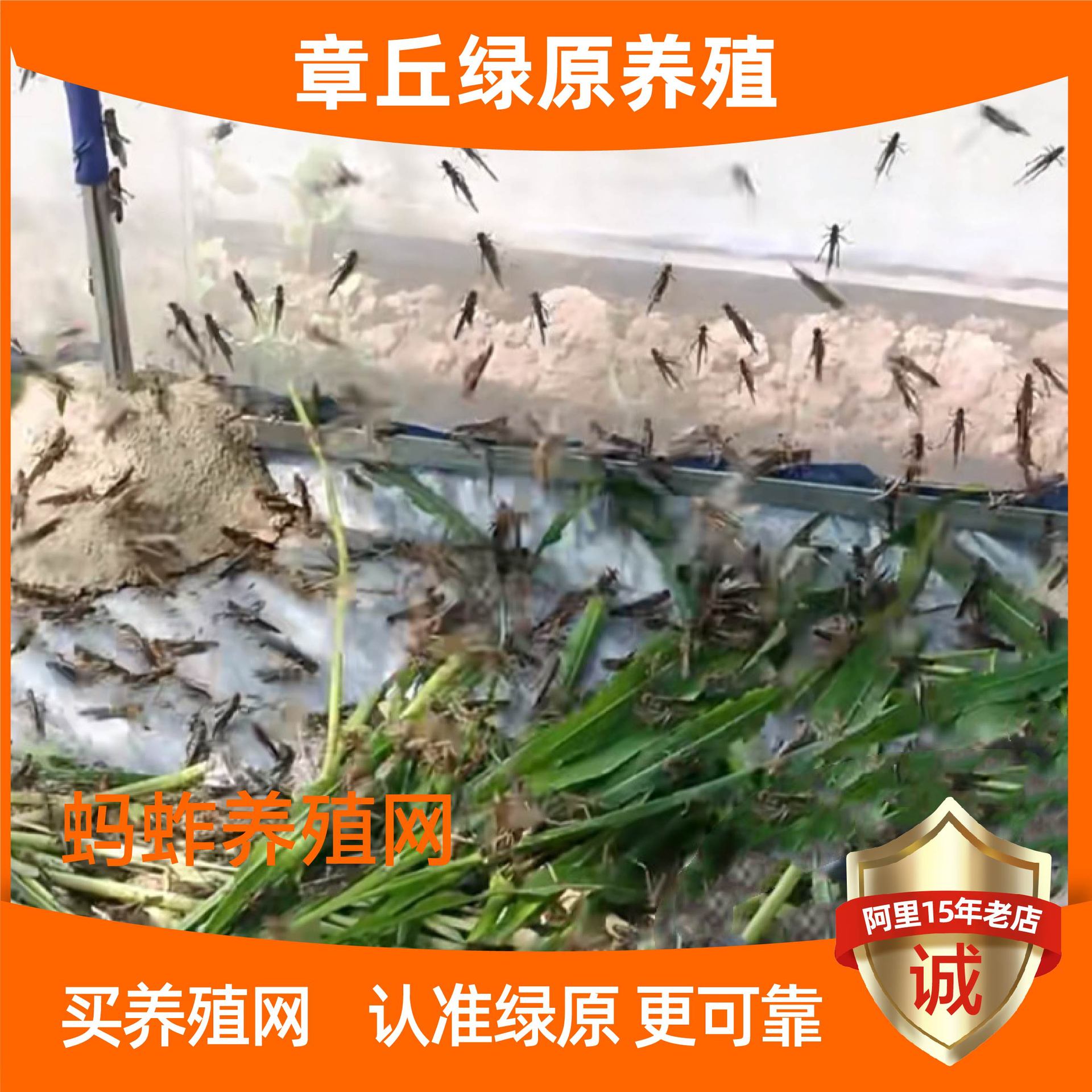 养殖网厂家提供多种规格塑料养殖网防护加厚加密养蜂网蚂蚱养殖网