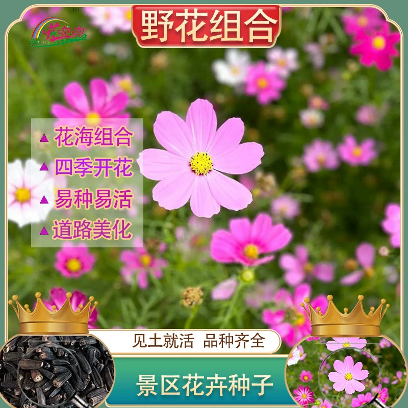 Смесь семян полевых цветов для всесезонного посева, цветущие садовые декоративные растения, семена цветов, смесь семян для сада.