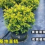 四季常绿庭院植物构骨球