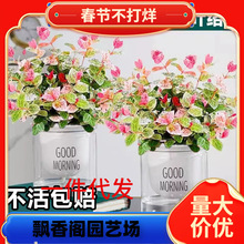 一件代发花叶络石盆栽彩叶阳台庭院垂吊爬藤植物五彩长藤水培绿植