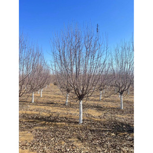 �����k�����Ę��� �������Ę� �ߗU���Ę��� �̨ͥԺ�^��ֲ��