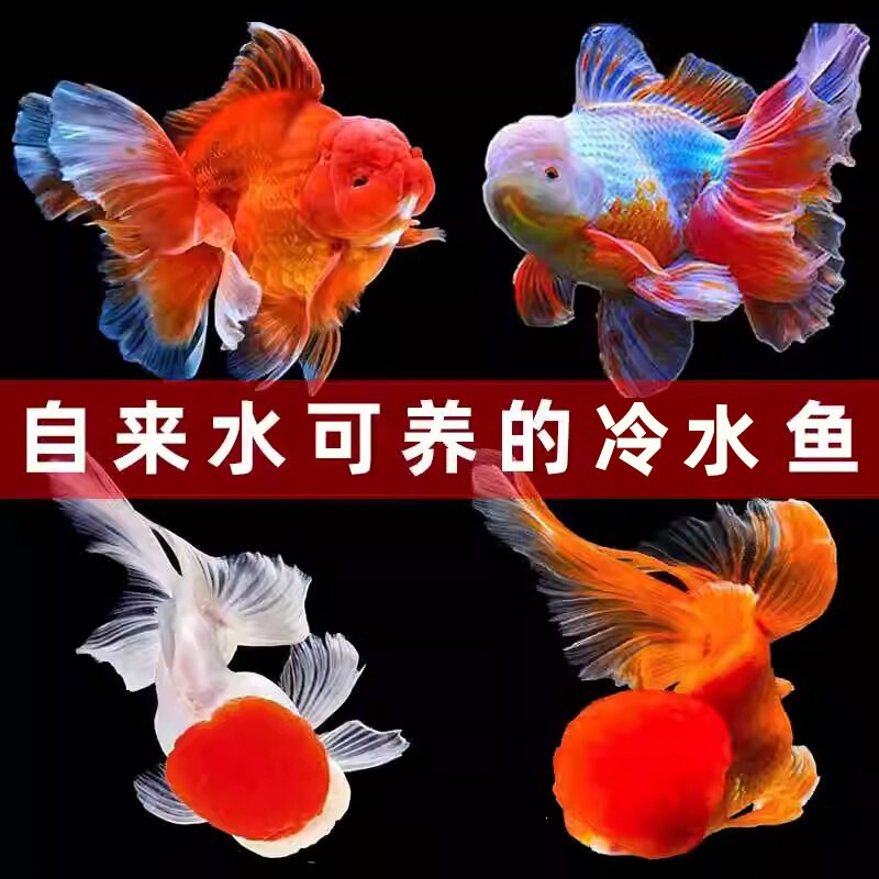 Red Lionhead Goldfish, Red Fish Fry, Coldwater Fish, Dragon Mirror Freshwater Fish, Pet Fish, Ornamental Fish, Small Goldfish, Live Fish