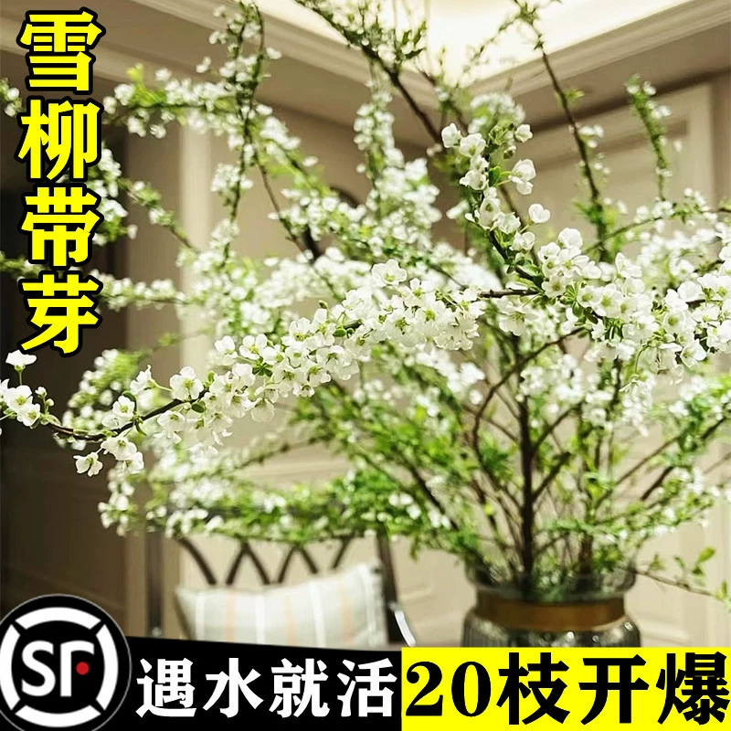Свежие ветки снежной ивы, горшечные гидропонные растения, свежие цветы и зеленые растения, цветущие при воздействии воды, горшечная драконья ива, снежная ива оптом.