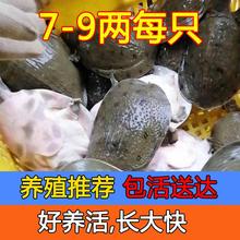 小甲鱼苗小鲜活食用淡水养殖鳖苗中华鳖水鱼团鱼王八外塘鱼苗包活