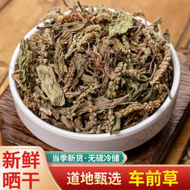 中药材 野生车前草 正品车前草干 车前草茶 新鲜干货 散装500g克