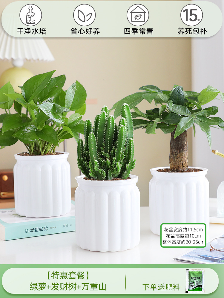 [특가 패키지] 포토스 + 머니트리 + 완중산