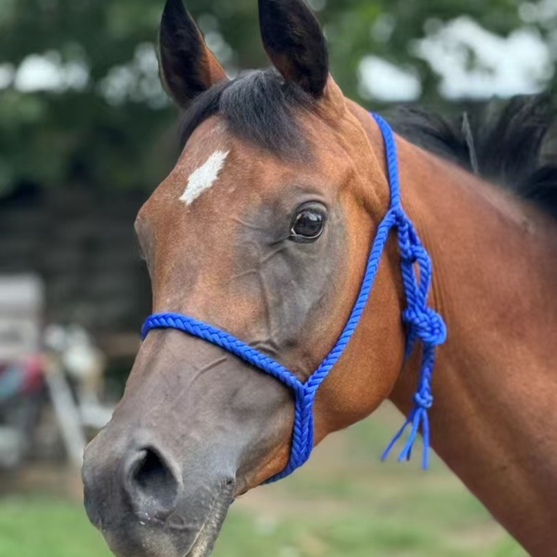 纯血野战骑乘大马影视马个人乘骑大马价格活体马出售回收马匹